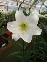 [5148 Big Tower 18 ST No01.JPG]